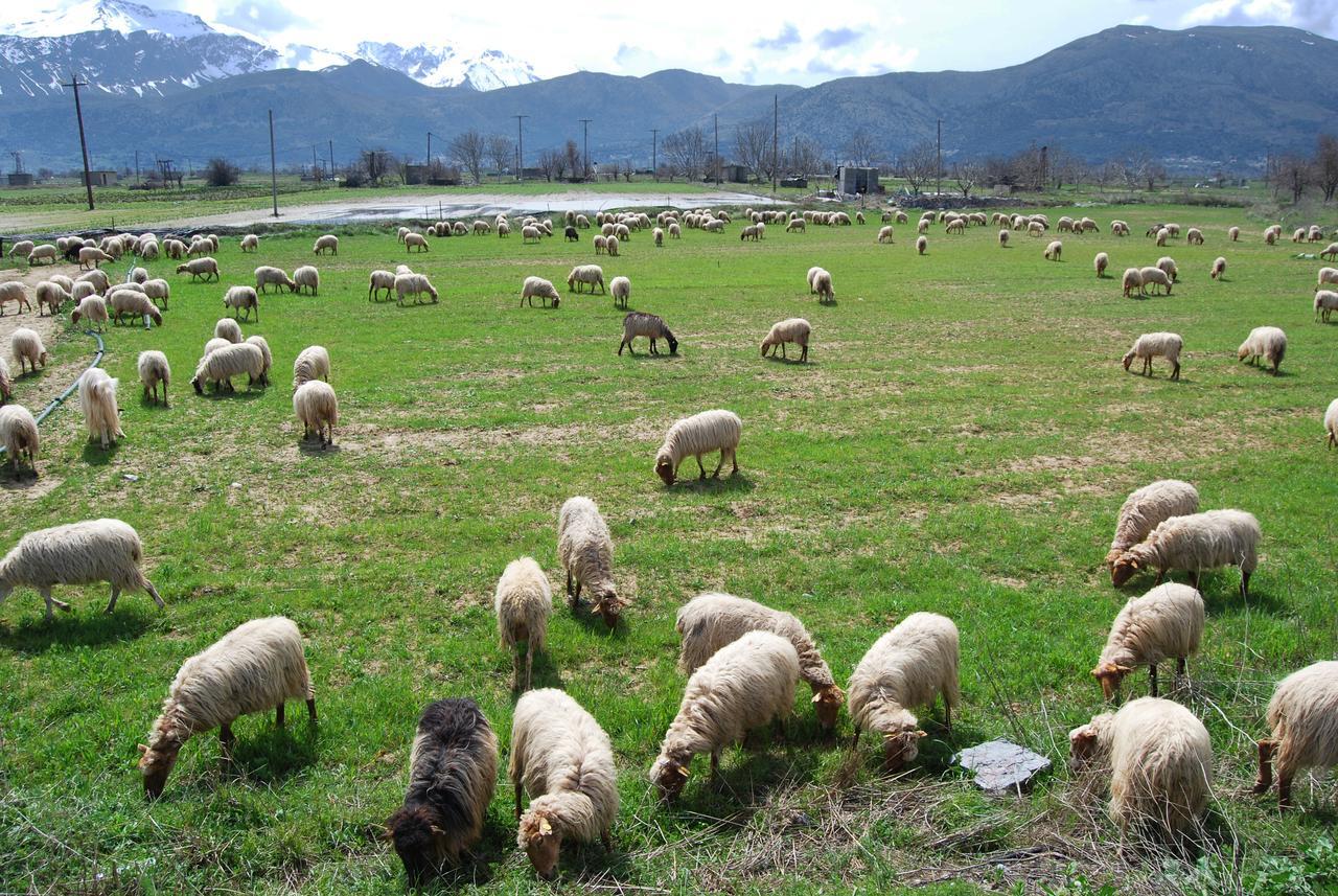 Milatos Village Cretan Agrotourism Hotel エクステリア 写真